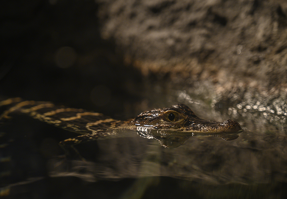baby alligator in water