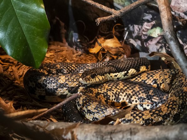 snake in enclosure