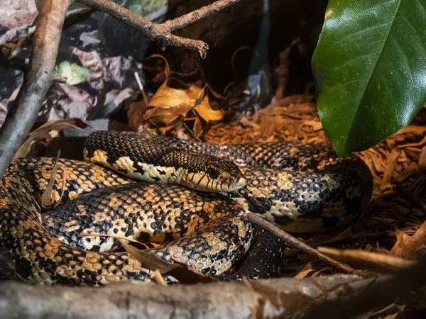 snake in enclosure