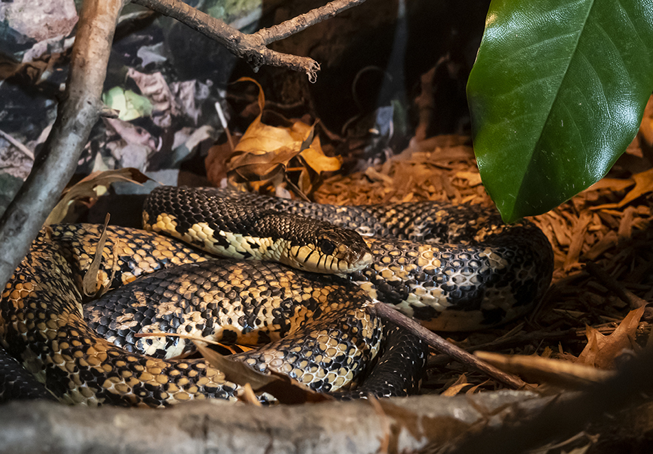 snake in enclosure