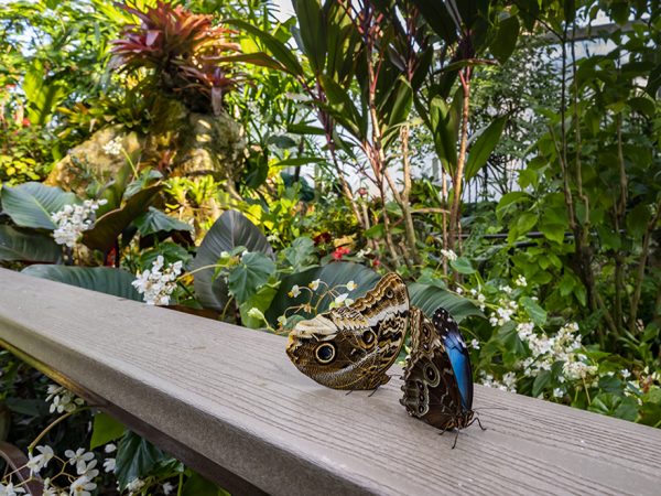 butterflies on railing