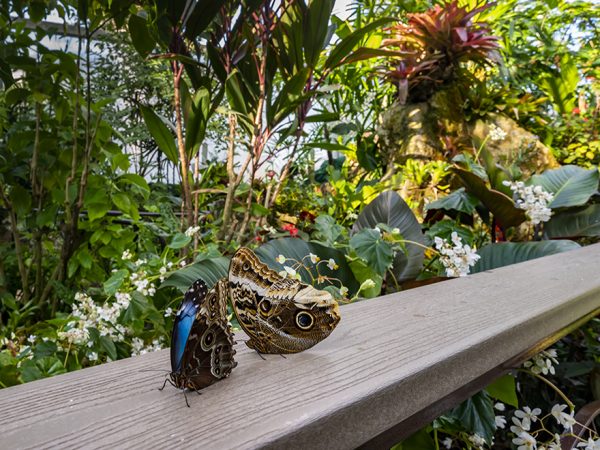 butterflies on railing
