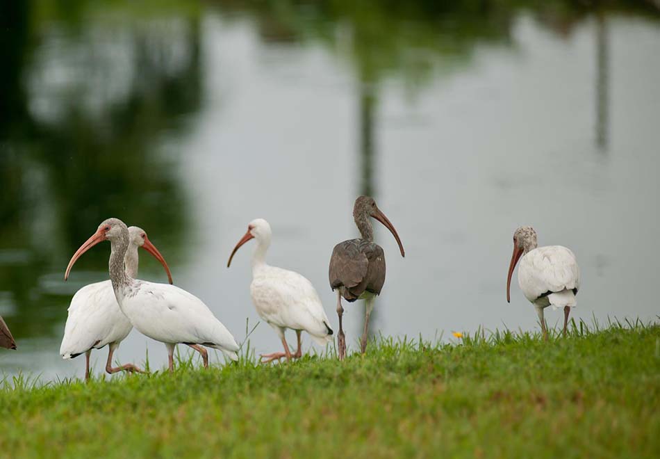 several brown or white wading birds with long curved beaks walking next to water