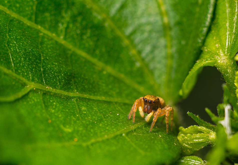 spider on leaf