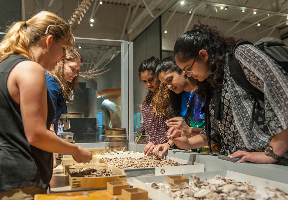 people looking at fossils on table