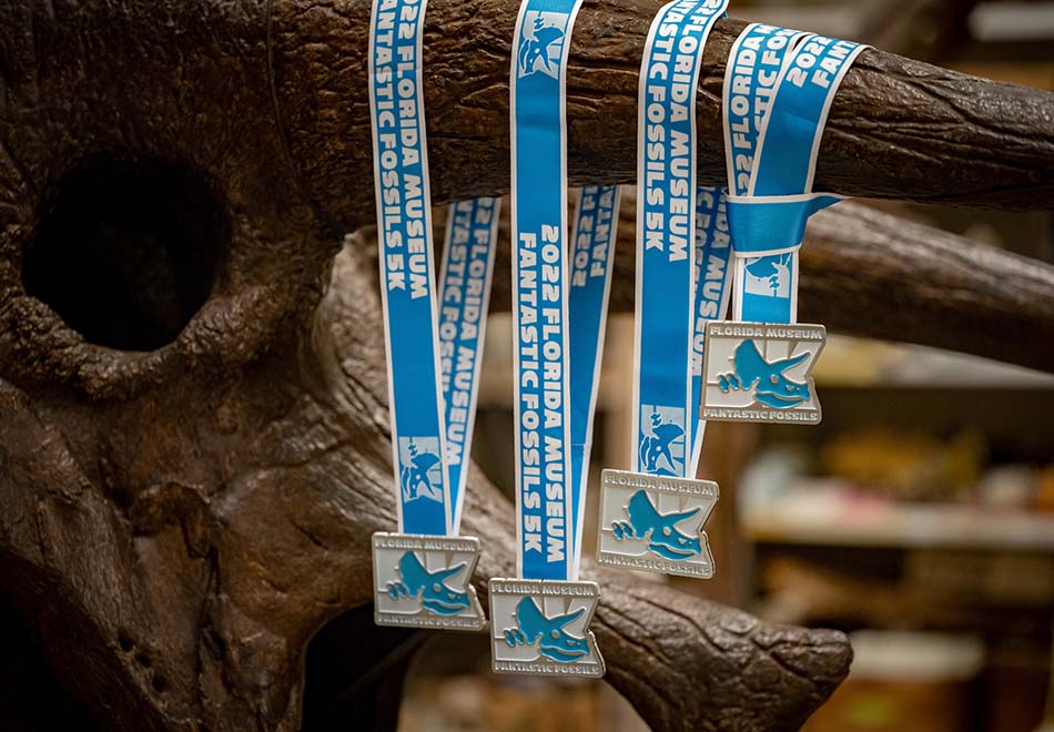 several race medals hanging on a fabricated triceratops in a museum