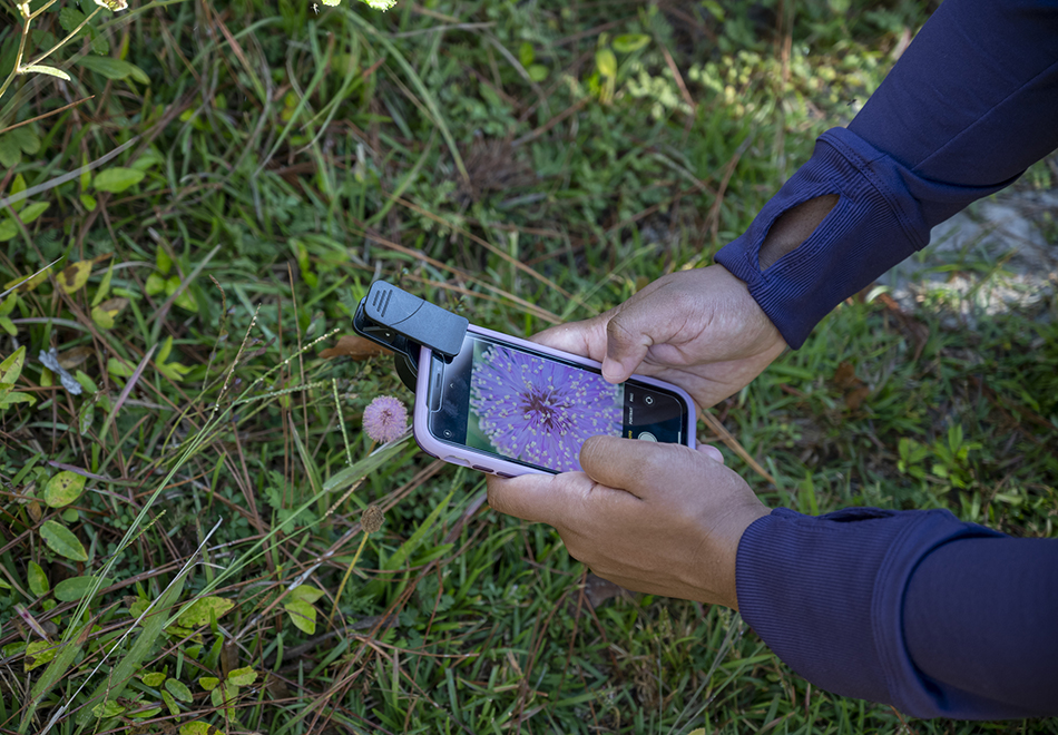 person's hands taking photo of a flower