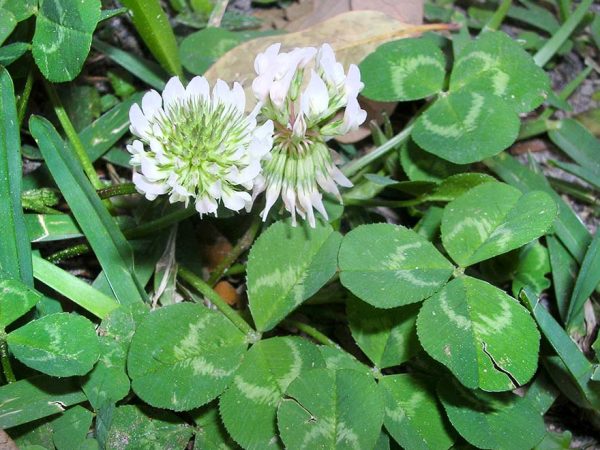close up of clover leaves and flowers