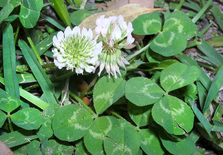 close up of clover leaves and flowers