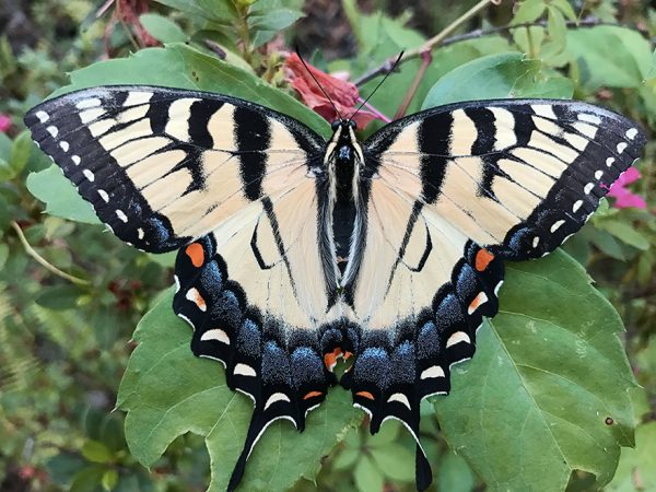 large elaborate butterfly with yellow and black stripes and long points on its wings