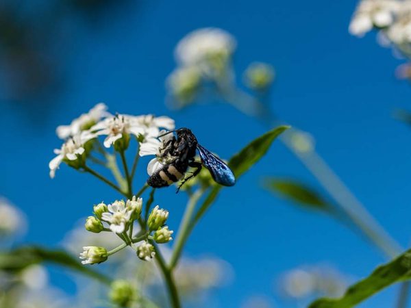 black shiny bee on a frond of tiny white flowers against a deep blue sky