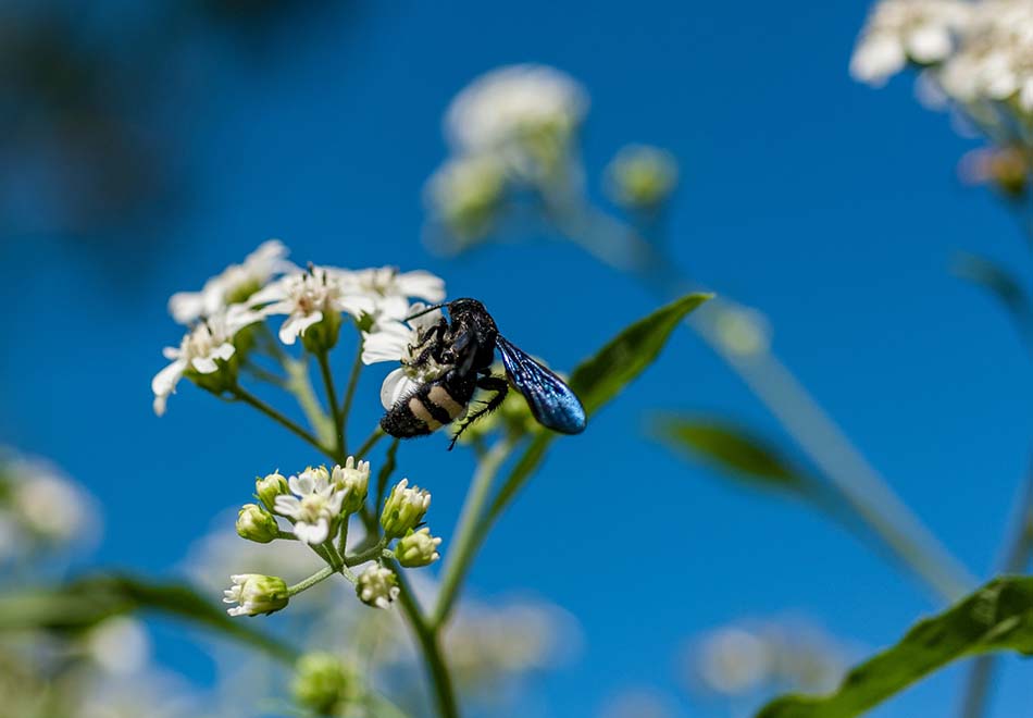 black shiny bee on a frond of tiny white flowers against a deep blue sky