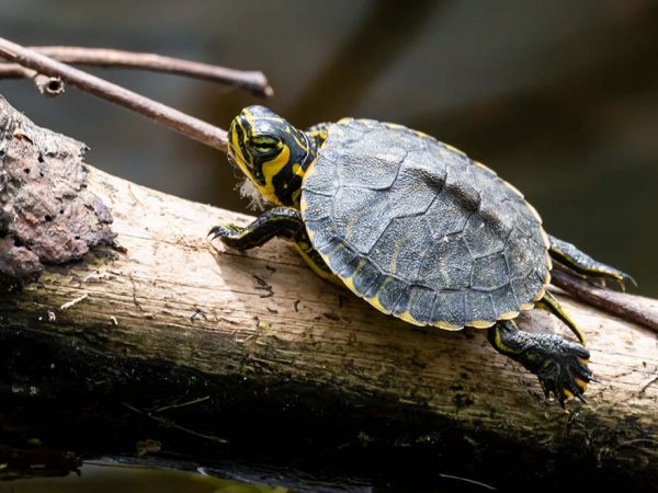 small turtle sitting on a thick branch over water