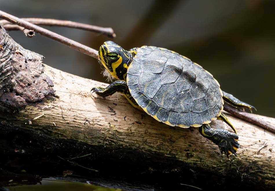 small turtle sitting on a thick branch over water