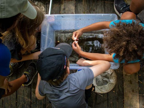 several childern look down into a large bin with water and plants in it as if looking for something