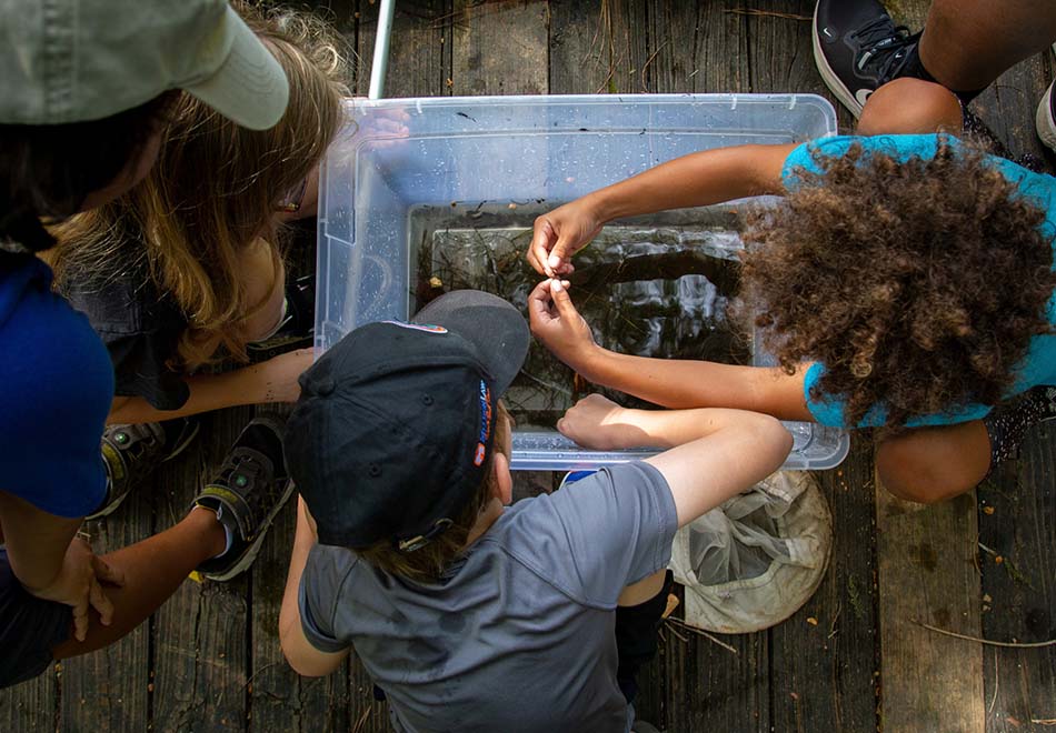 several childern look down into a large bin with water and plants in it as if looking for something