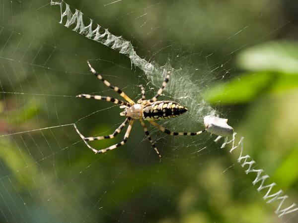 spider with striped legs on a web with a strong zigzag center pattern