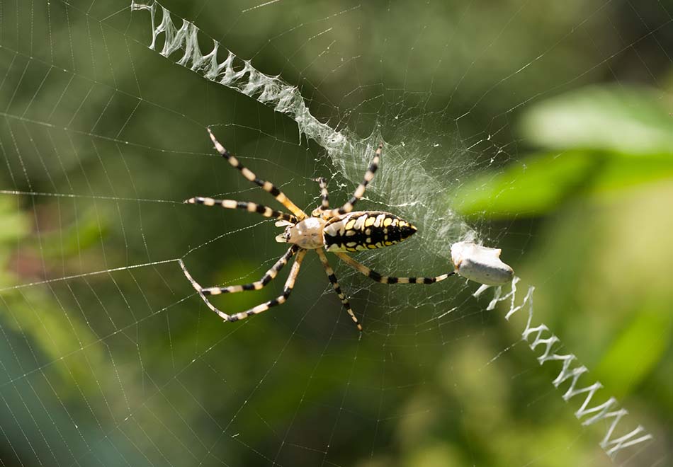 spider with striped legs on a web with a strong zigzag center pattern