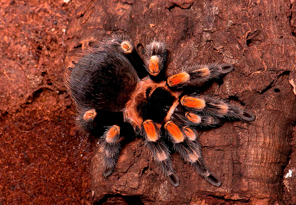 large fuzzy red and black tarantula type of spider on a rock