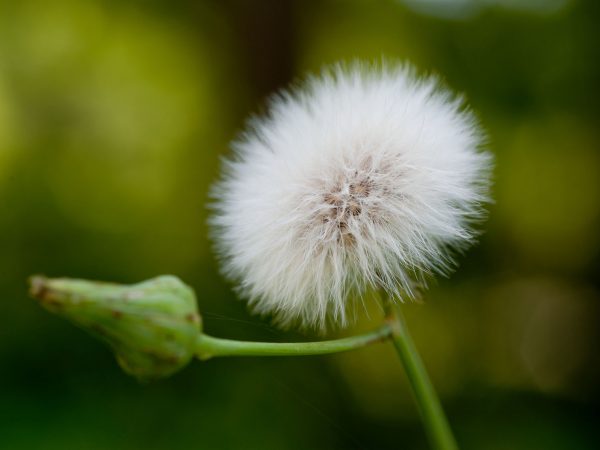 dandlion with many seeds