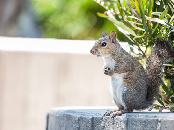 squirrel sitting