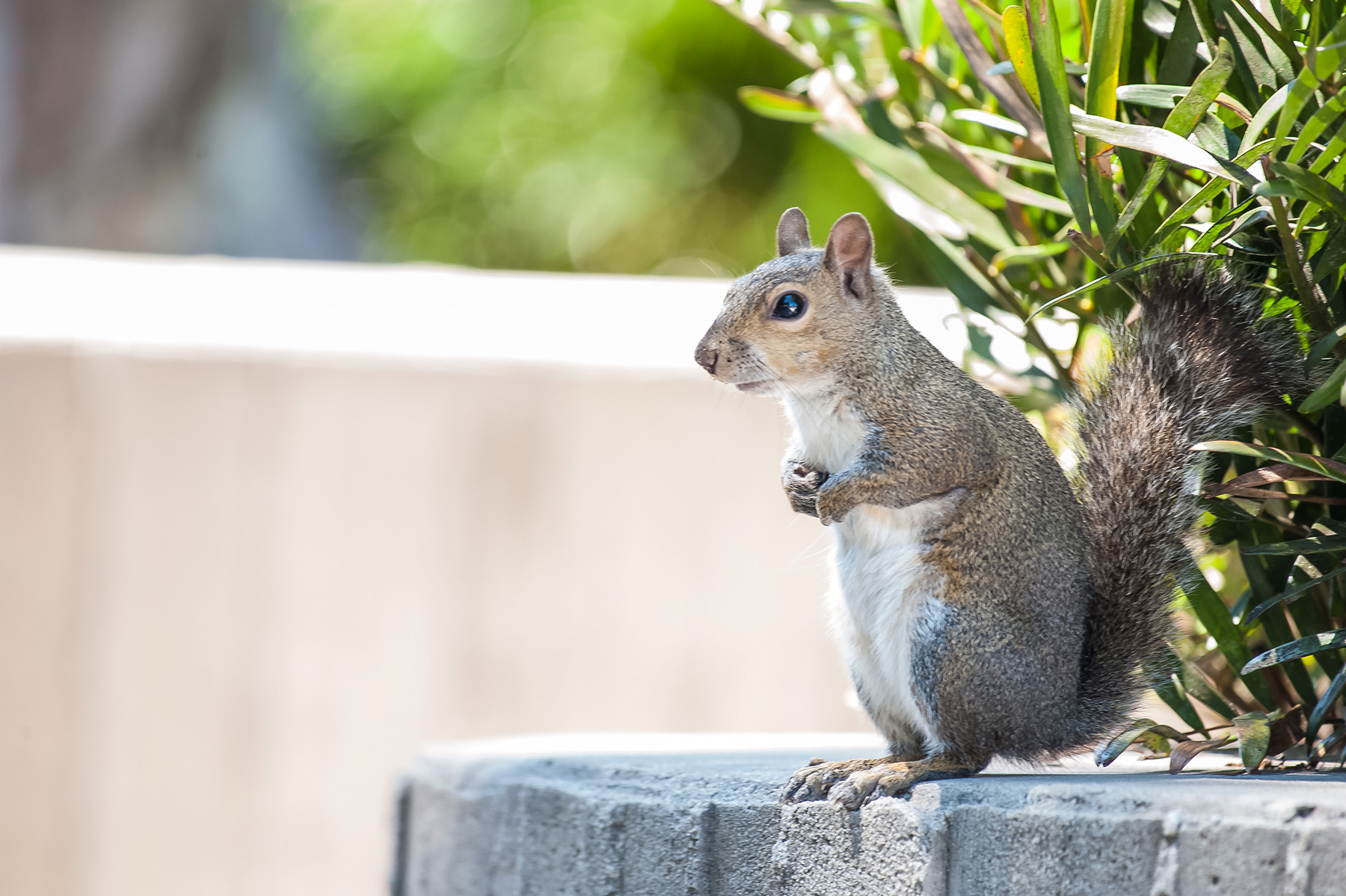 squirrel sitting