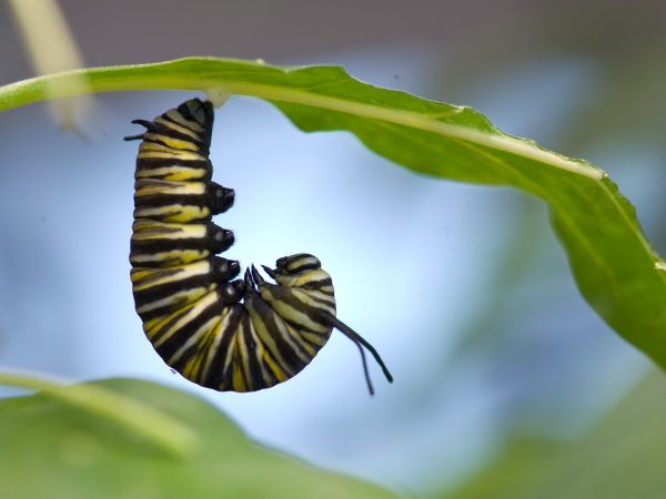 caterpillar handing below a leaf in preparation for creating a cocoon
