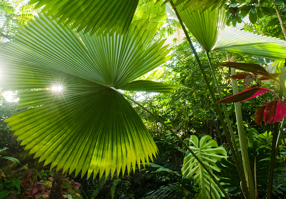 close-up photo of palm fronds