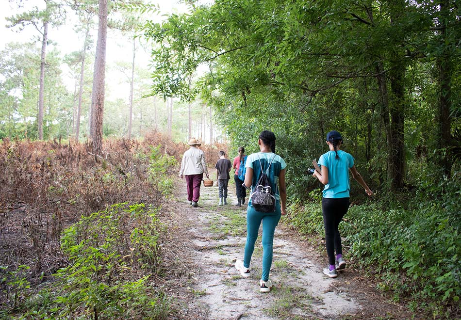 a loose cluster of people walk on a path that runs between a dense forest and a grassy space