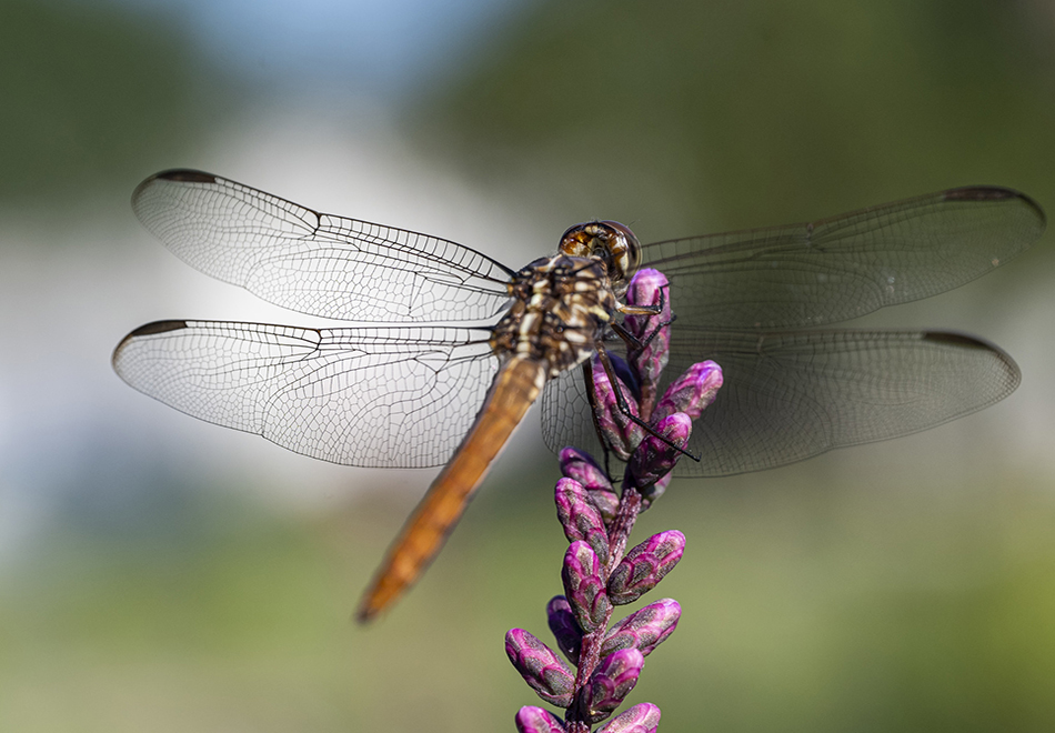 dragonfly on flower