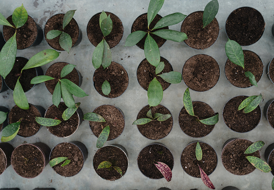 potted plants from above