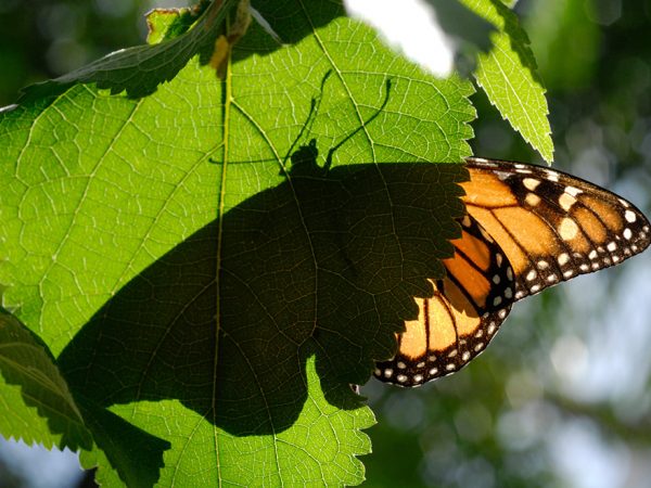 butterfly's shadow on the other side of a green leaf, part of the butterfly's wind can be seen at the edge of the leaf