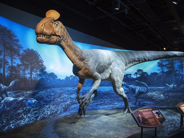 dinosaur on display