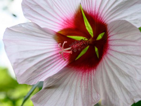 close up of a large white trumpet shaped flower with a deeply red interior and an elaborate pistil