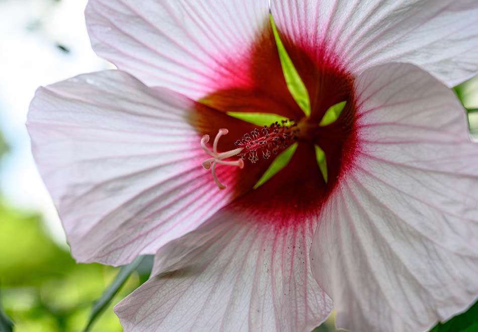 close up of a large white trumpet shaped flower with a deeply red interior and an elaborate pistil