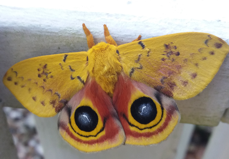 io moth