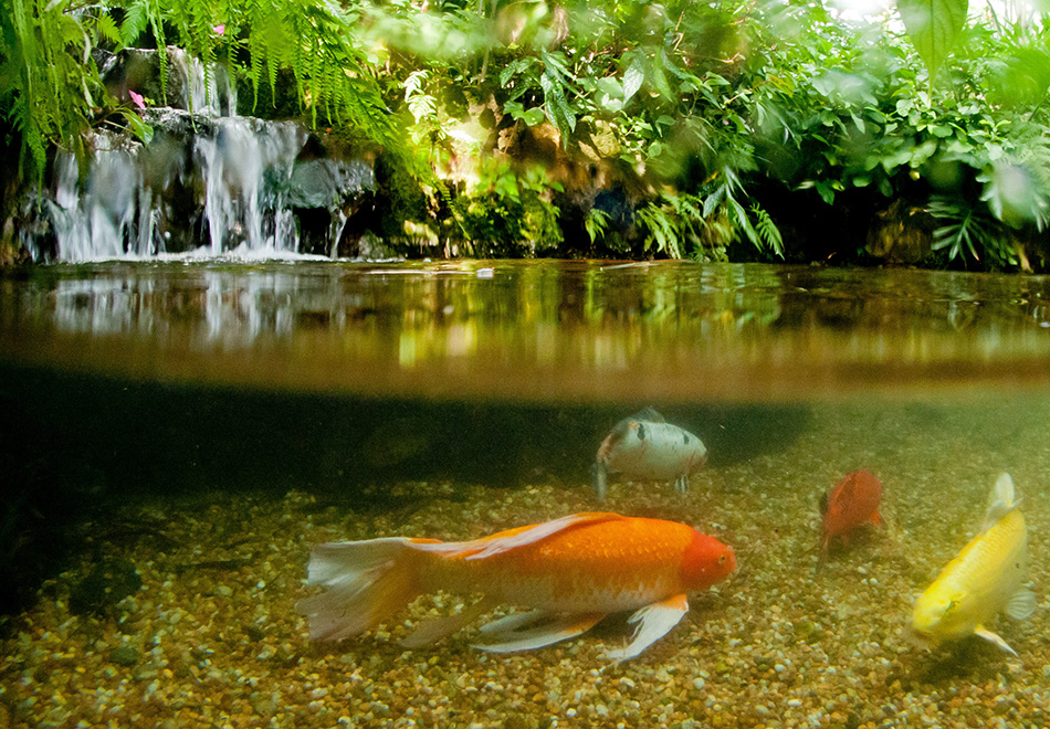 Koi fish of the Butterfly Rainforest