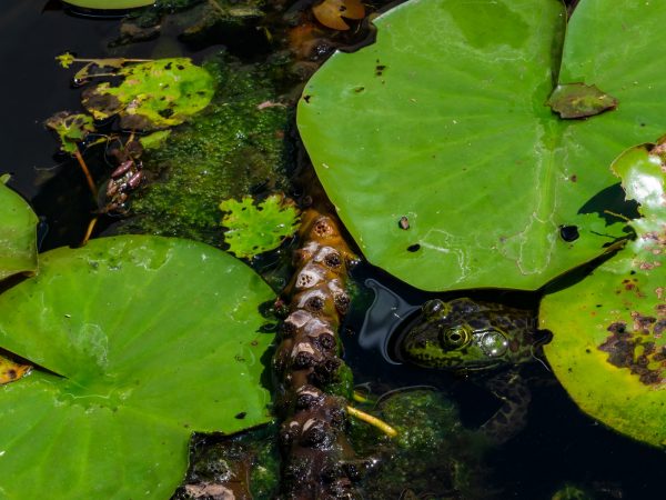 green and brown frog in the water surrounded by lily pads and algae