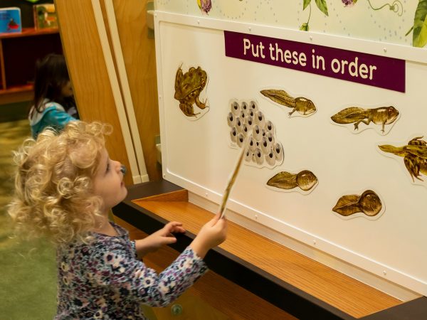 young child holding a pointing stick and standing in front of a white board. The child is looking up at a series of images showing the stages of a frogs life