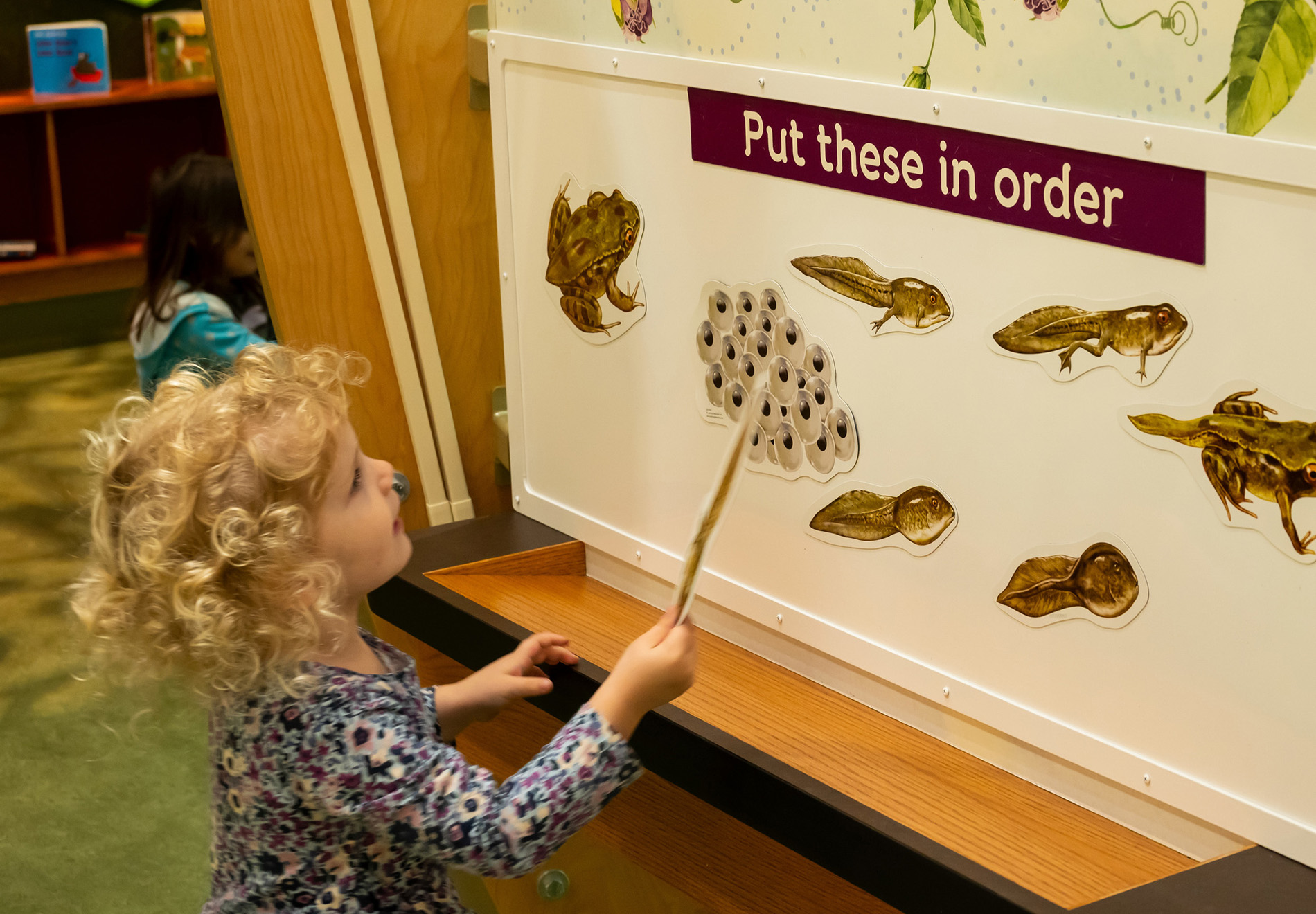young child holding a pointing stick and standing in front of a white board. The child is looking up at a series of images showing the stages of a frogs life