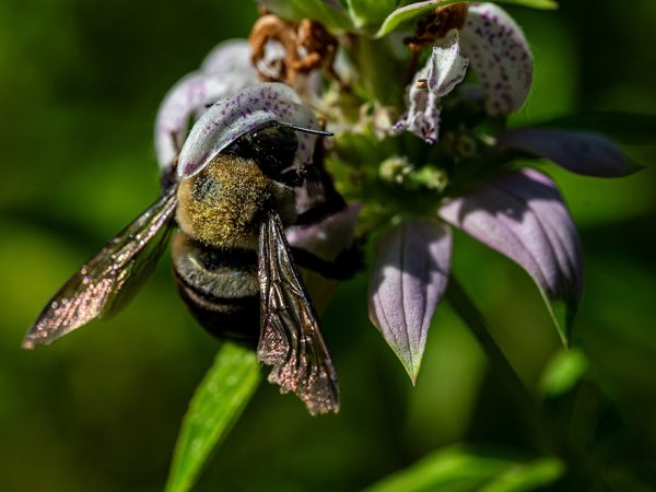 bee covered in pollen sitting of flower