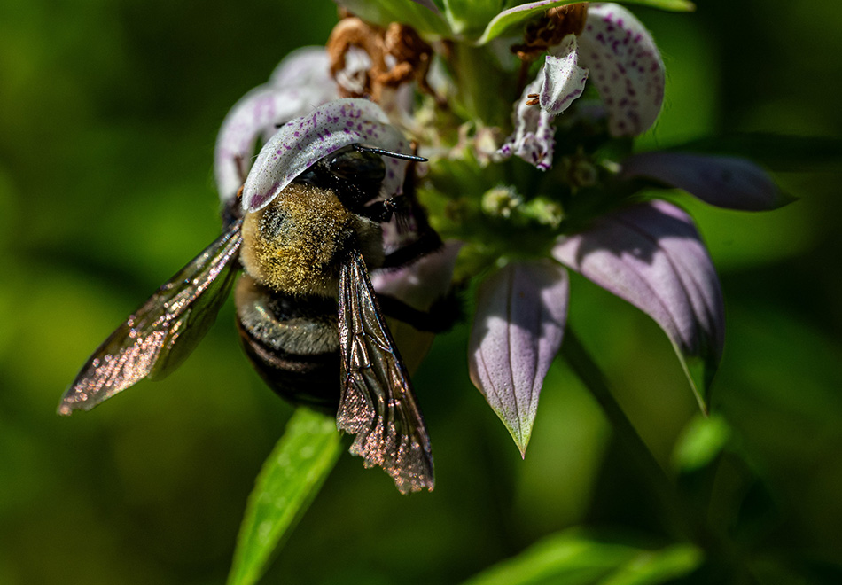 bee covered in pollen sitting of flower