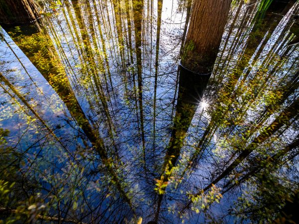 reflection of trees in water