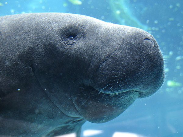 manatee