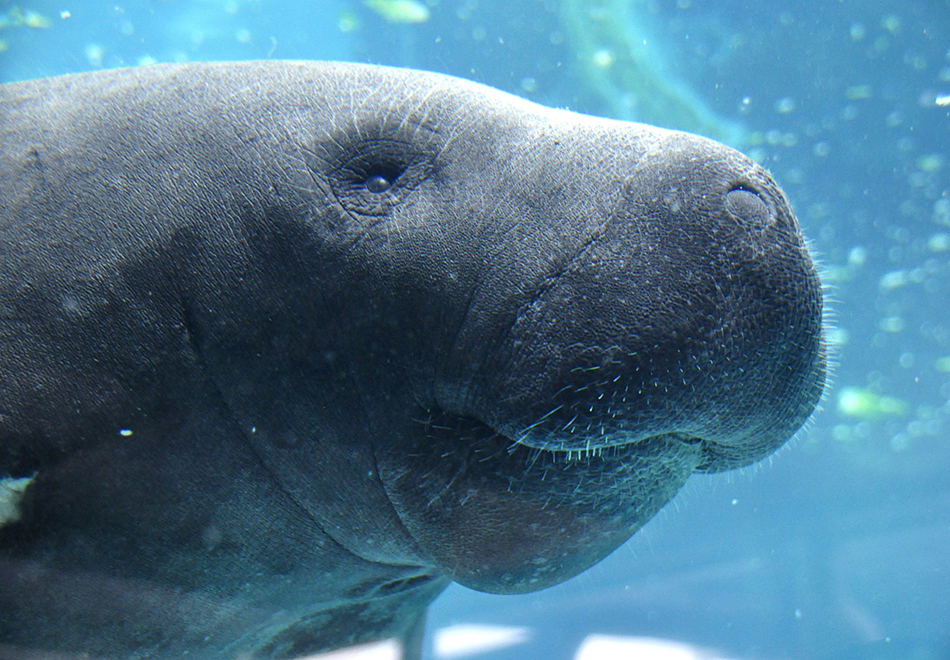 manatee