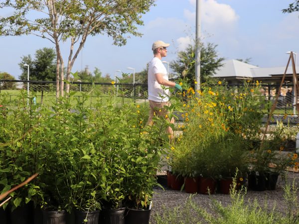 plants with person in background