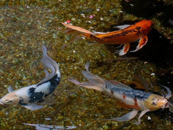 fish in water