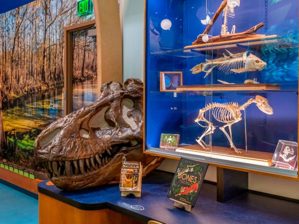 a museum exhibit space has several small skeletons on display in a glass cupboard and books and a huge dinosaur skull on the desk in front of that