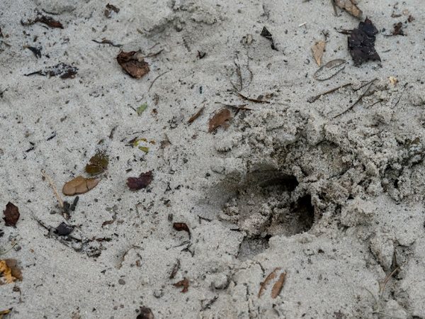 deer track in sand