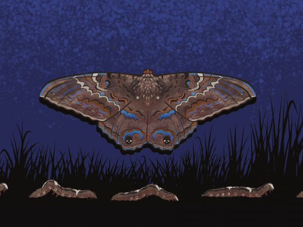 a large moth with subtle but intricate designs on its triangular brown wings is displayed on a dark blue, textured background above illustrated black grass silhouettes and a row of caterpillars crawling along the bottom edge of the graphi